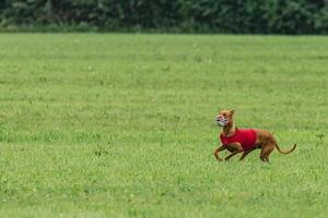 Pharaoh hound dog running in red jacket on green field in summer photo