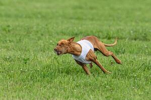 Pharaoh hound dog running in white jacket on green field in summer photo