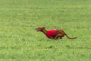 Pharaoh hound dog running in red jacket on green field in summer photo