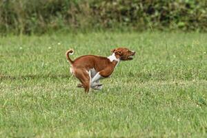 Basenji dog running qualification for lure coursing championship photo