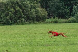 Pharaoh hound dog running in red jacket on green field in summer photo