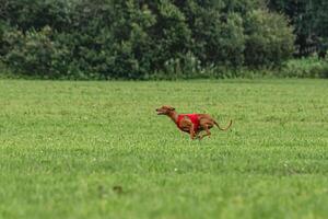 Pharaoh hound dog running in red jacket on green field in summer photo