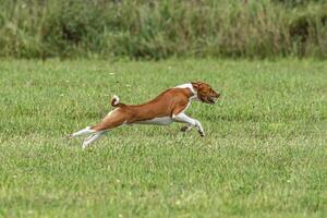 Basenji dog running qualification for lure coursing championship photo