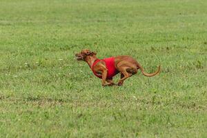 Pharaoh hound dog running in red jacket on green field in summer photo