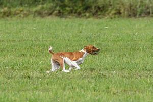 Basenji dog running qualification for lure coursing championship photo