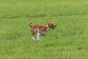 Basenji dog running qualification for lure coursing championship photo