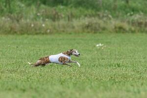 Whippet dog running in white jacket on coursing green field photo