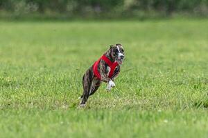 Whippet dog running in a red jacket on coursing green field photo
