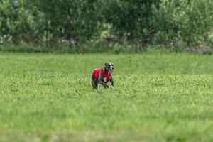 Whippet dog running in a red jacket on coursing green field photo