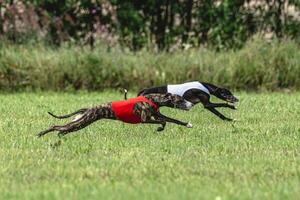 Whippet dogs running in a red and white jackets on coursing field photo