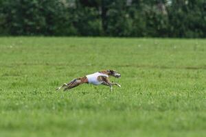 Whippet dog running in white jacket on coursing green field photo
