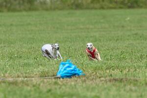 Whippet dogs running in a red and white jackets on coursing field photo