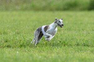 Whippet dog running in white jacket on coursing green field photo