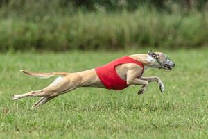 Whippet dog running in a red jacket on coursing green field photo