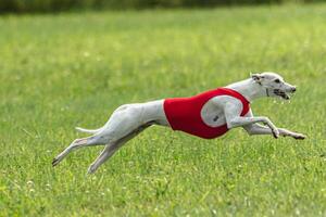 Whippet dog running in a red jacket on coursing green field photo