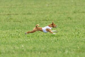 Basenji running full speed at lure coursing dog sport photo
