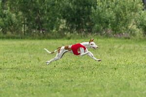 Podengo dog flying moment while running in the field photo