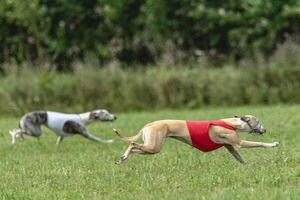 Whippet dogs running in a red and white jackets on coursing field photo