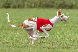 Podengo dog flying moment while running in the field photo