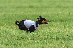 Basenji dog running in green field on lure coursing competition photo