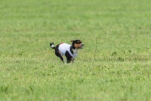 Basenji dog running in green field on lure coursing competition photo
