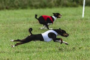 Basenji dogs running in red and white jackets on coursing field photo
