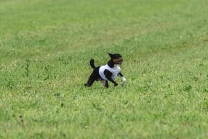 Basenji dog running in green field on lure coursing competition photo