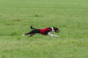 Basenji dog running in green field on lure coursing competition photo