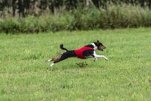 Basenji dog running in green field on lure coursing competition photo