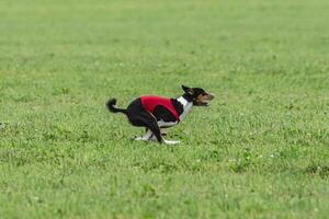Basenji dog running in green field on lure coursing competition photo