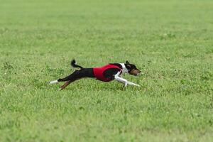 Basenji dog running in green field on lure coursing competition photo
