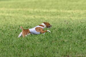 Basenji dog running in green field on lure coursing competition photo