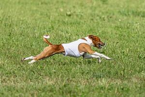 Basenji dog running in green field on lure coursing competition photo