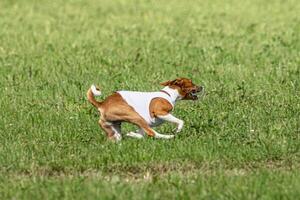 Basenji dog running in green field on lure coursing competition photo