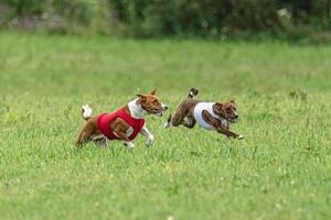 Basenji dogs running in red and white jackets on coursing field photo