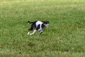 Basenji dog running in green field on lure coursing competition photo