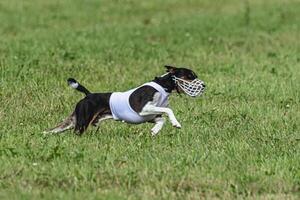 Basenji dog running in green field on lure coursing competition photo