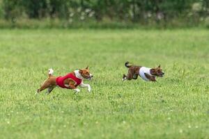 Basenji dogs running in red and white jackets on coursing field photo