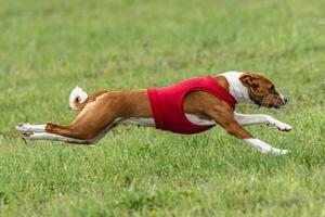 Basenji dog lure coursing competition on green field in summer photo
