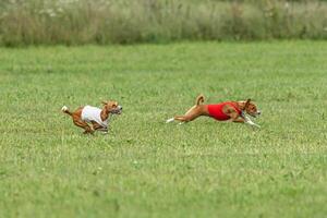 Basenji dogs running in red and white jackets on coursing field photo