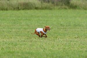 Cirneco dell etna dog running in white jacket on green field in summer photo