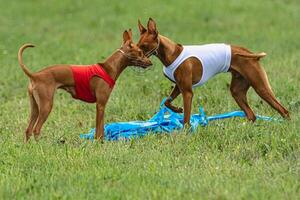 Two cirneco dell etna dogs running in red and white jackets on green field in summer photo