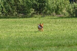 Cirneco dell etna dog running in white jacket on green field in summer photo