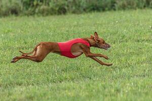 Cirneco dell etna dog running in red jacket on green field in summer photo