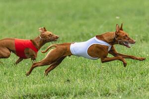 Two cirneco dell etna dogs running in red and white jackets on green field in summer photo