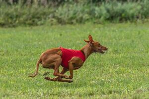 Cirneco dell etna dog running in red jacket on green field in summer photo