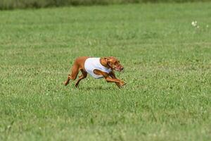 Pharaoh hound dog running in white jacket on green field in summer photo