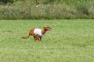 Pharaoh hound dog running in white jacket on green field in summer photo