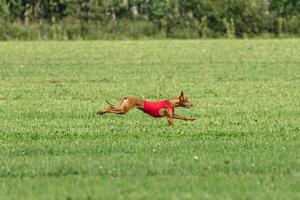 Pharaoh hound dog running in red jacket on green field in summer photo