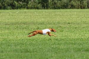 Pharaoh hound dog running in white jacket on green field in summer photo